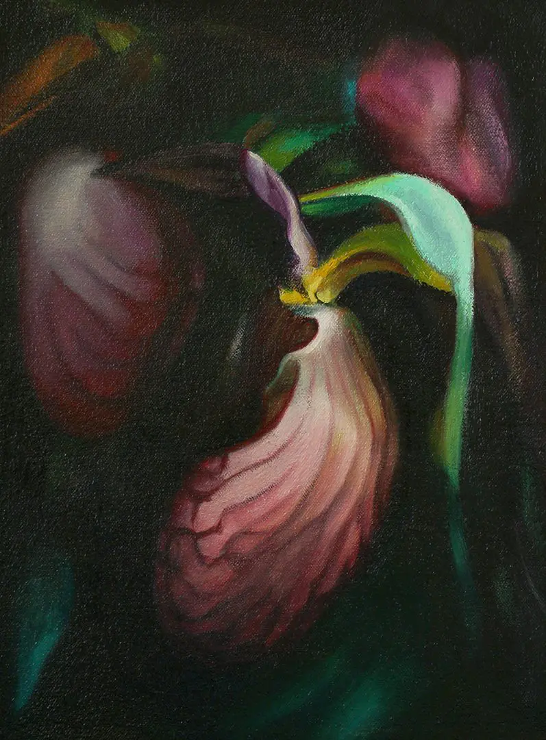 Lady Slipper