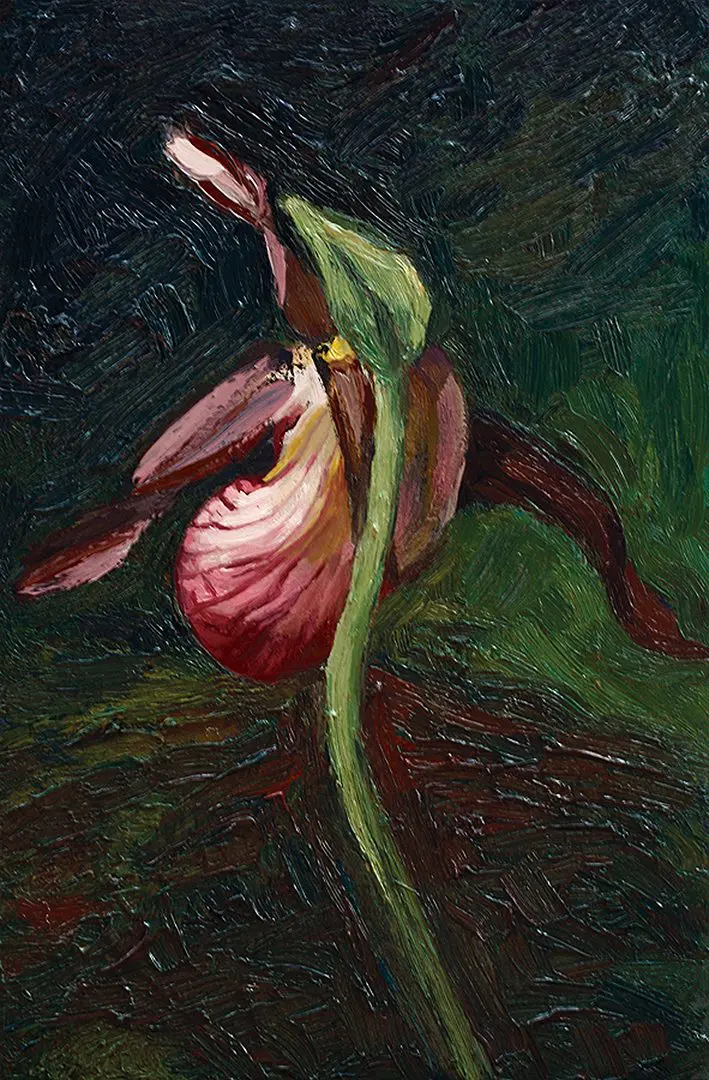 Lady Slipper