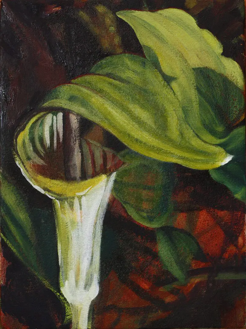 Jack-in-the-Pulpit